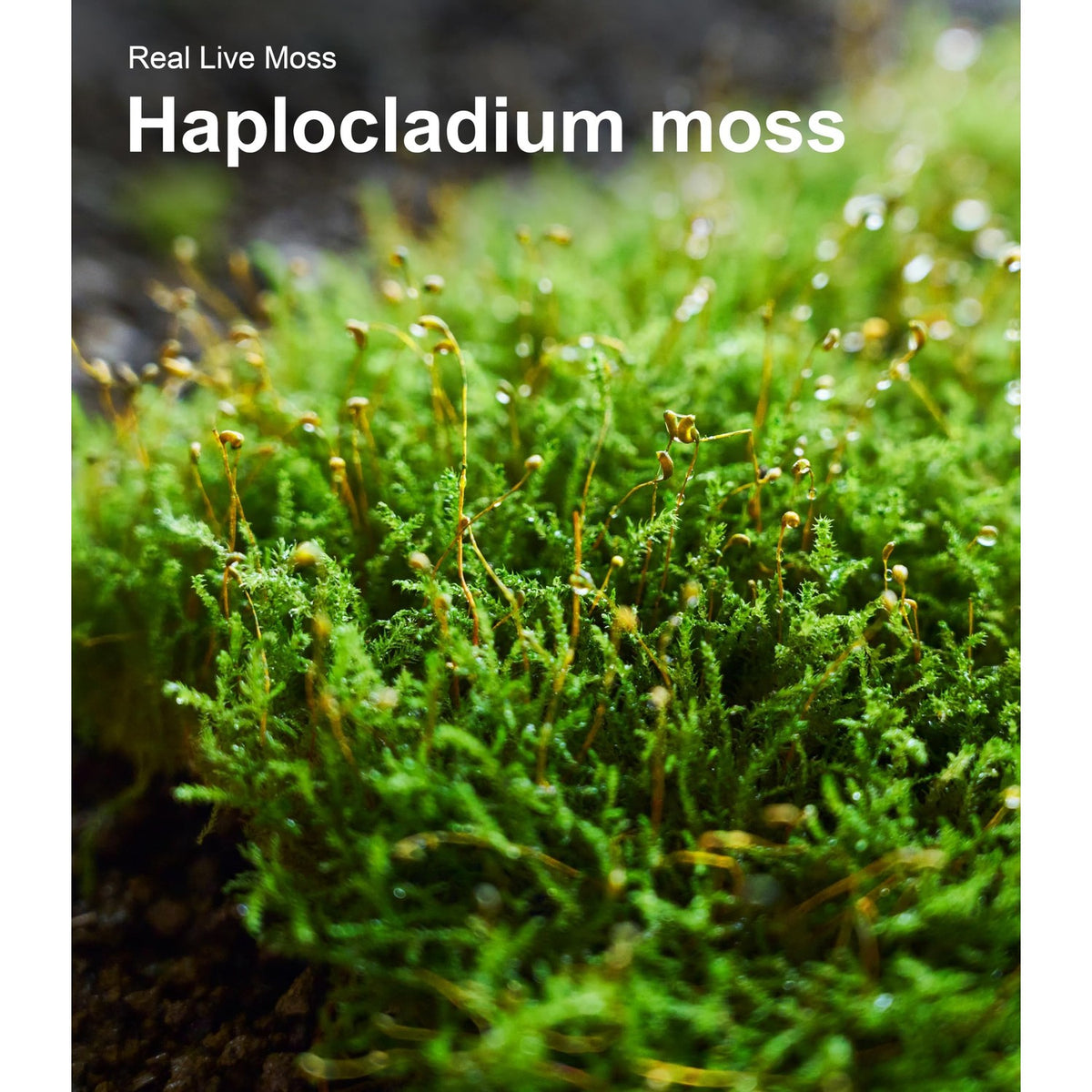 LUCKYRUNES Live Moss 3-Pack for Reptile Enclosures & Terrariums,Fresh Reptiles Substrate