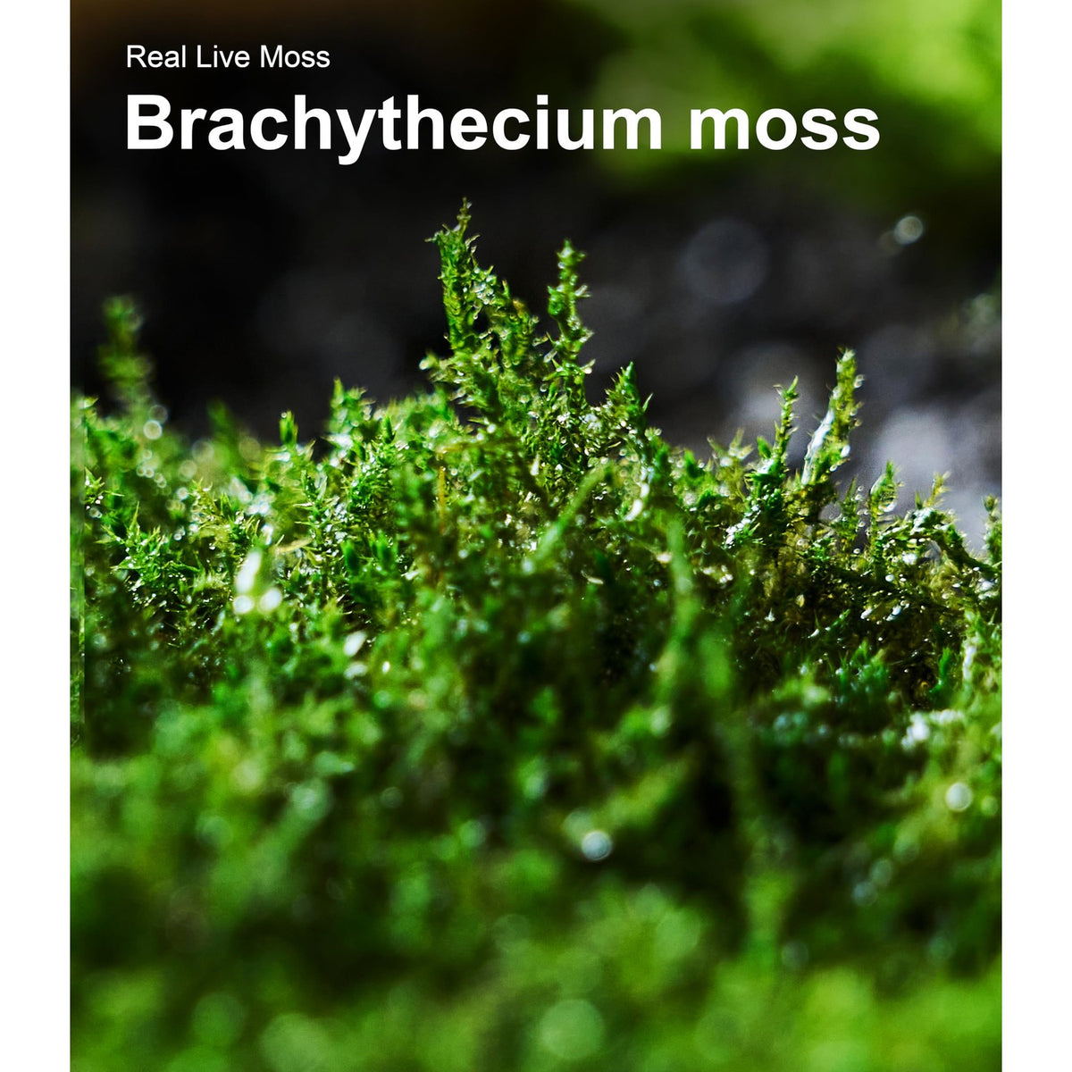 LuckyRunes Live Moss 4-Pack for Terrariums,Potted Plants & Floral Decor