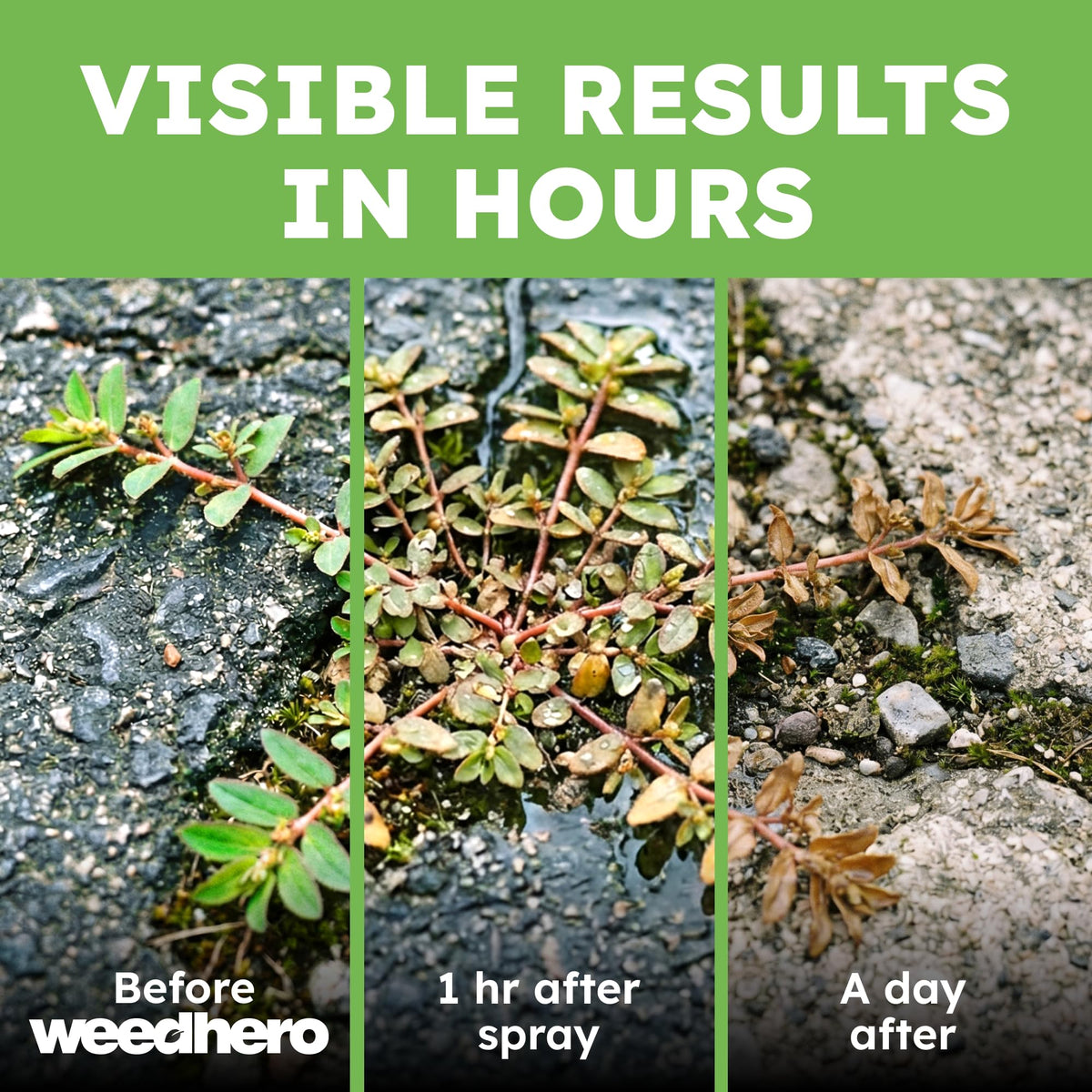 BugMD WeedHero Pet Safe Weed and Grass Killer Concentrate Kit