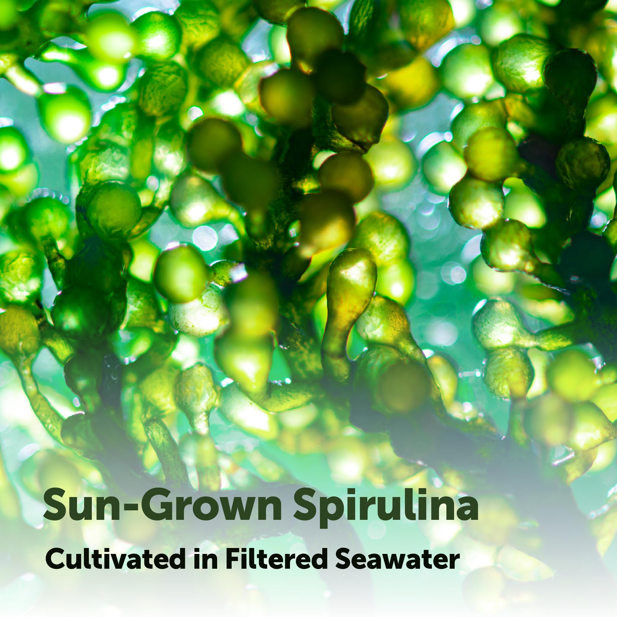 Micro Ingredients Organic Spirulina Supplement, 720 Tablets (4 Month Supply), No Filler & Non-GMO, Rich in Vegan Protein, Vitamins & Prebiotics, Premium Spirulina Pills