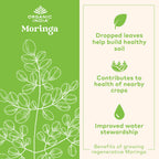 ORGANIC INDIA Moringa Herbal Supplement - Green Superfood, Nutrient Dense, Pure Plant Protein, Vitamin A, E, K, Iron, Calcium, Fiber, Vegan, Gluten-Free, USDA Certified Organic - 90 Capsules