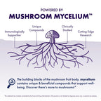 Host Defense MycoBotanicals Brain Support, 60 Capsules | Brain Support, Lion's Mane, Reishi and Cordyceps Mushroom, Herbal Supplement for Mental Clarity, Memory, and Focus Support