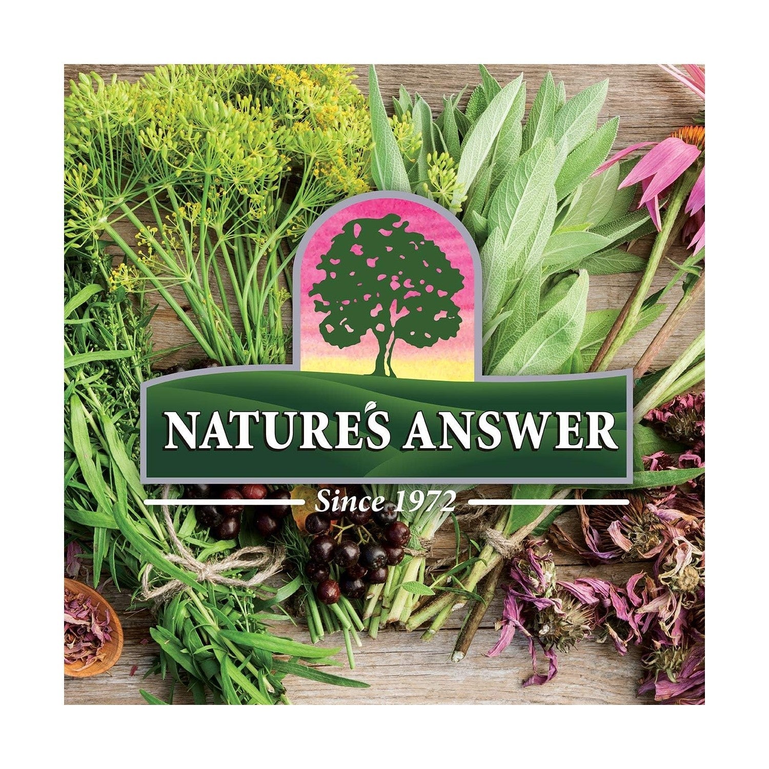 Buy now Nature's Answer Mullein Herb - Mullein Leaf Extract for Lungs - Alcohol Free, Non GMO, Made in USA - Supports Respiratory Function & Promotes Healthy Lungs - Mullein Leaf 1 Ounce Extract at indiglob india