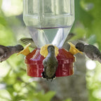 Buy now Perky-Pet 201 Lantern Hummingbird Feeder- 18 oz, Red at indiglob india