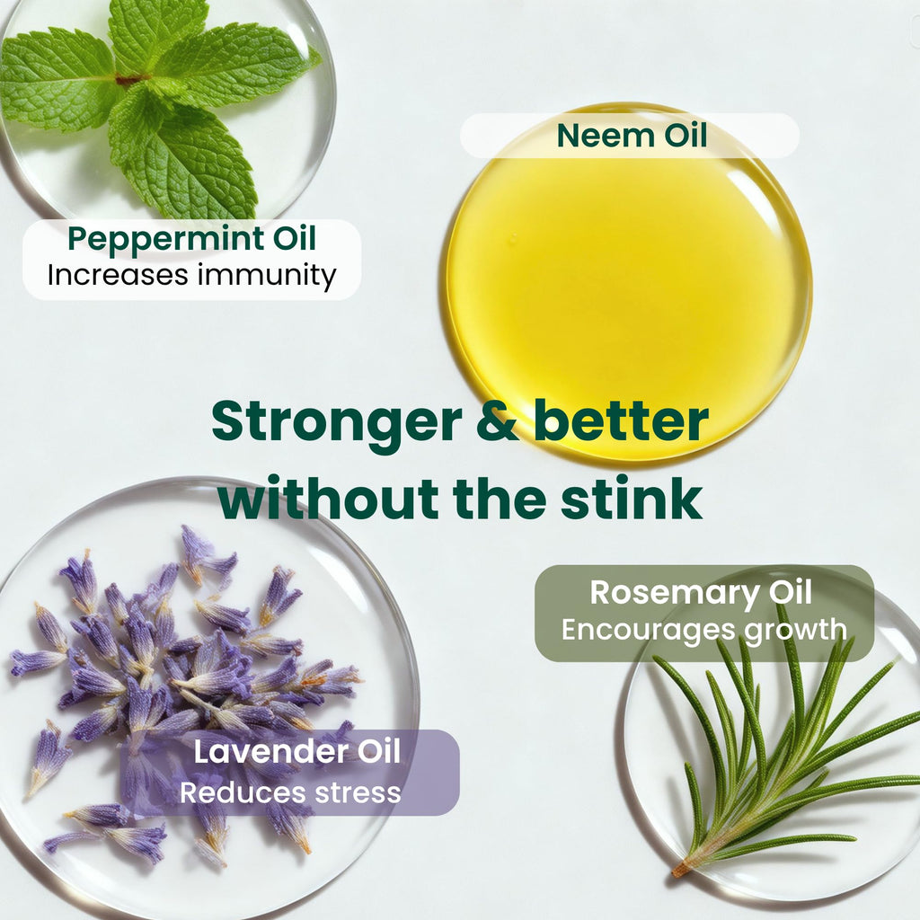 Neem Oil for Plants (Makes 30 Bottles) with Spray Bottle & Essential Oils for Indoor Houseplants & Outdoor Gardens, Natural Leaf Shine