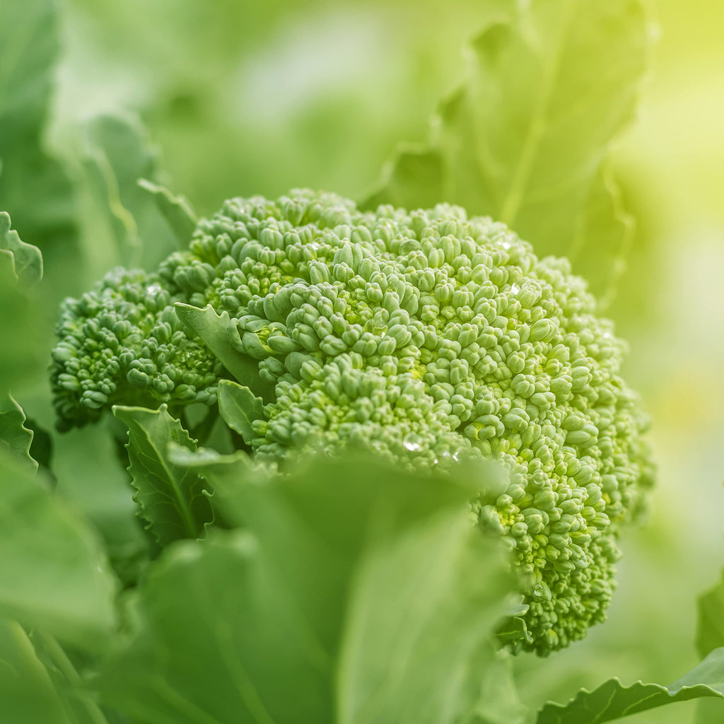 Purely Organic Broccoli Seeds (Waltham 29) - Approx 750 Seeds - USDA Organic, Non-GMO, Open Pollinated, Heirloom, USA Origin