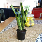 Altman Plants Live Snake Plant (Laurentii), Virtually Indestructible, Easy Succulent Houseplant, 4 in Pot