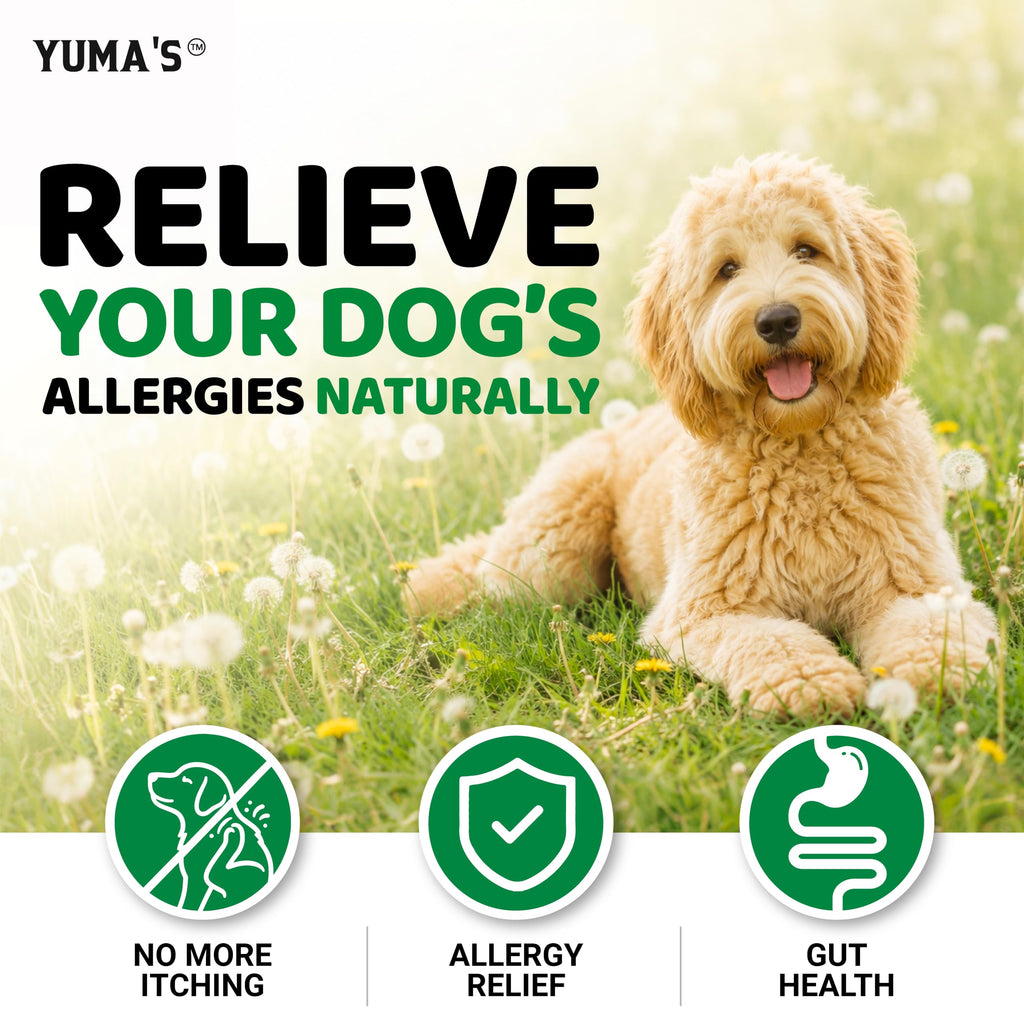 Dog Allergy Chews for Itchy Skin - 240 Treats - Anti-Itch Immune Relief