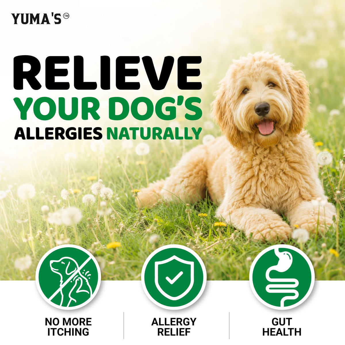 Dog Allergy Chews for Itchy Skin - 240 Treats - Anti-Itch Immune Relief