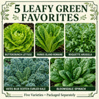 Gardeners Basics Lettuce and Greens Heirloom Vegetable Seed Non-GMO Seeds for Planting Indoors and Outdoor - Lettuce Buttercrunch, Romaine, Arugula, Kale and Spinach, Pack of 5