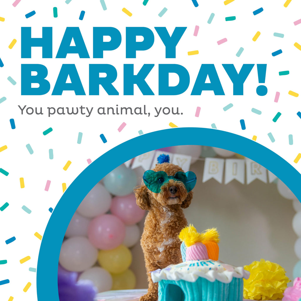Outward Hound Hide-A-Birthday-Cake Plush Squeaky Dog Toy, 7.5" x 4.7"