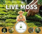 LUCKYRUNES Live Moss for Terrarium Bedding & Reptile Enclosures