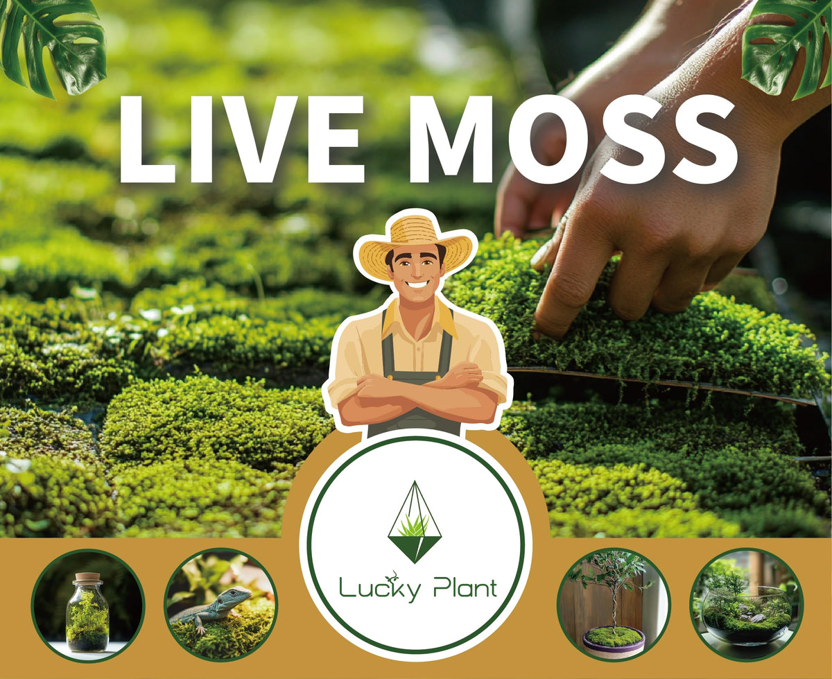LUCKYRUNES Live Moss for Terrarium Bedding & Reptile Enclosures