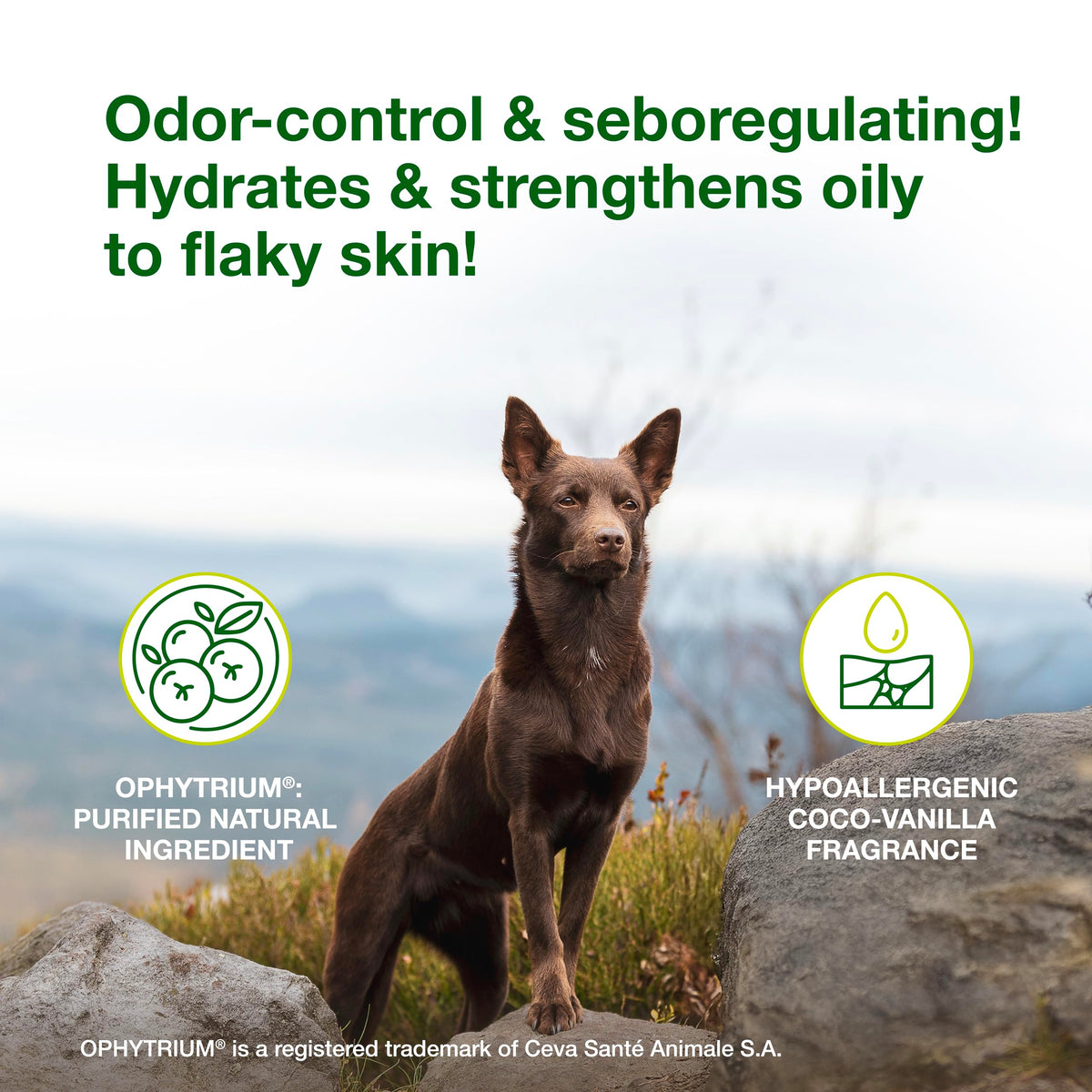 Douxo S3 SEB Dog Seboregulating Mousse, 0.5% Ophytrium, 5 fl oz