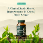 Gaia Herbs Ashwagandha Root 350 mg - Supports Balanced Energy Levels & Positive Outlook*- Supports Healthy Cortisol Balance* - 60 Vegan Liquid Phyto-Caps (30 Servings)