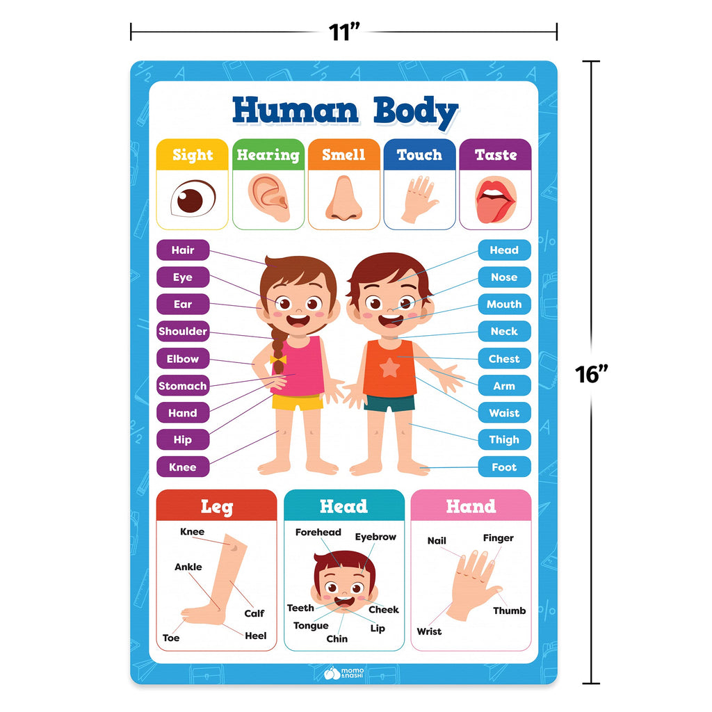 Buy now Classroom Educational Posters - 20pcs 16â€ x 11â€ - Teacher Classroom Must Haves Supplies Essentials - ABC Alphabet Poster School Supplies - Elementary Kindergarten Preschool Learning Activities at indiglob india
