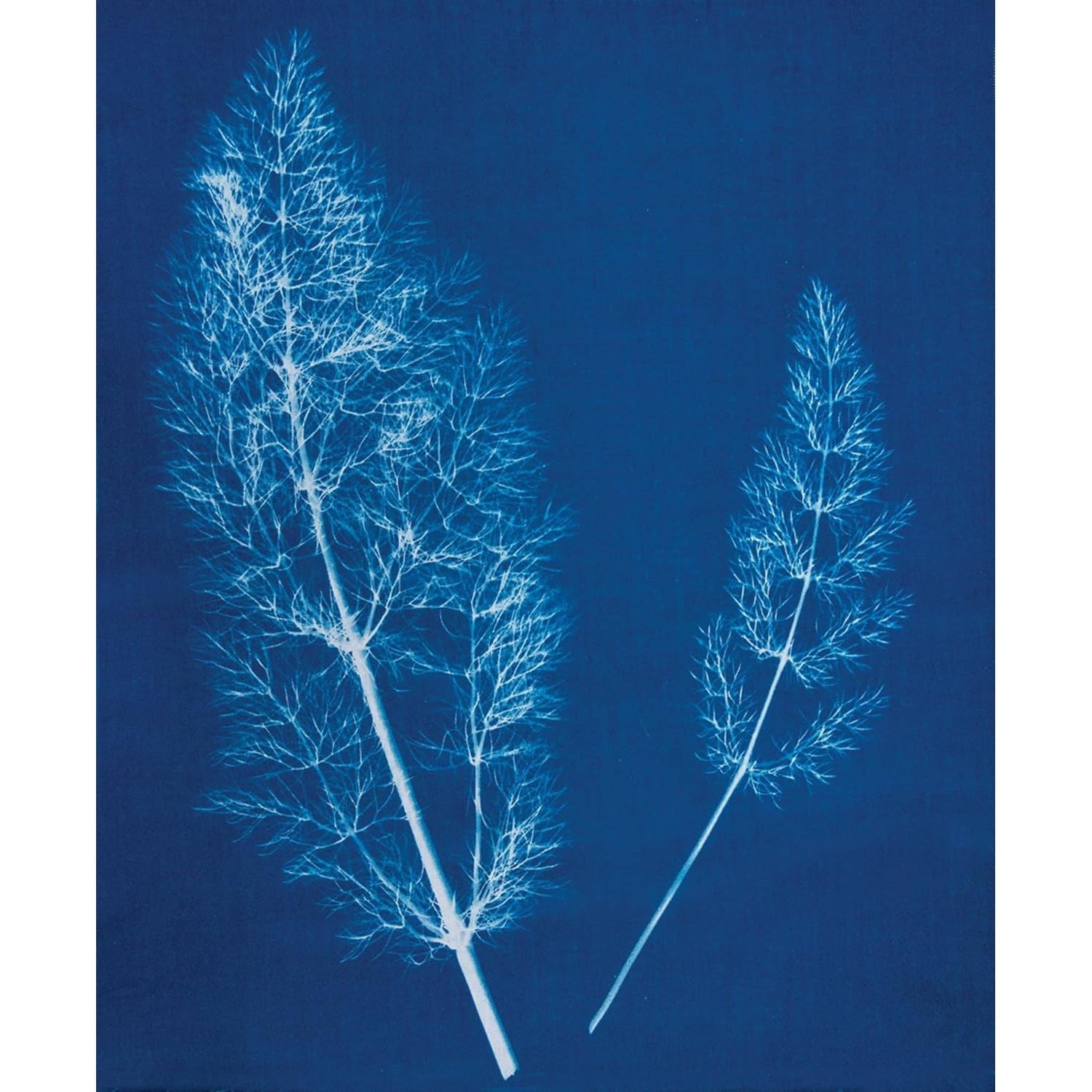 Buy now Jacquard Cyanotype Sensitizer Set at indiglob india