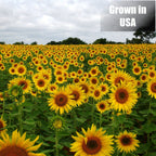 Wildlife Black Oil Sunflower Seeds for Birds and Wildlife, Non-GMO & USA Grown on Small Farms (12 lbs)