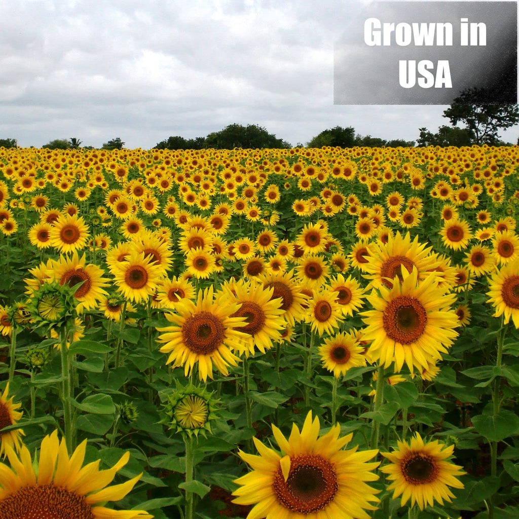 Wildlife Black Oil Sunflower Seeds for Birds and Wildlife, Non-GMO & USA Grown on Small Farms (50 lbs)