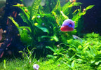 9+ Live Ramshorn Snails Aquarium or Pond, Algae Clean Up! Shipped Daily!