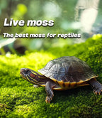 LUCKYRUNES Live Moss for Terrarium Bedding & Reptile Enclosures
