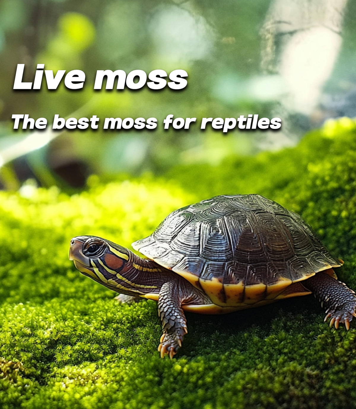 LUCKYRUNES Live Moss for Terrarium Bedding & Reptile Enclosures