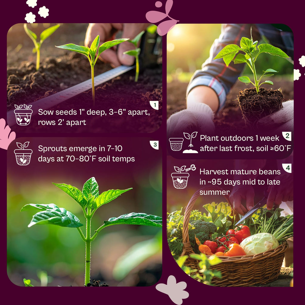 SVI 200 Rainbow Mixture Swiss Chard Seeds (Beta Vulgaris VAR. Cicla) - Five Color Silverbeet Chard, Colorful Stems, Non GMO Heirloom Seed - Perfect Vegetable Seeds in Seed Packets for Home Garden