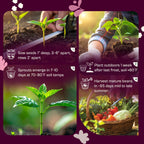 SVI 200 Rainbow Mixture Swiss Chard Seeds (Beta Vulgaris VAR. Cicla) - Five Color Silverbeet Chard, Colorful Stems, Non GMO Heirloom Seed - Perfect Vegetable Seeds in Seed Packets for Home Garden