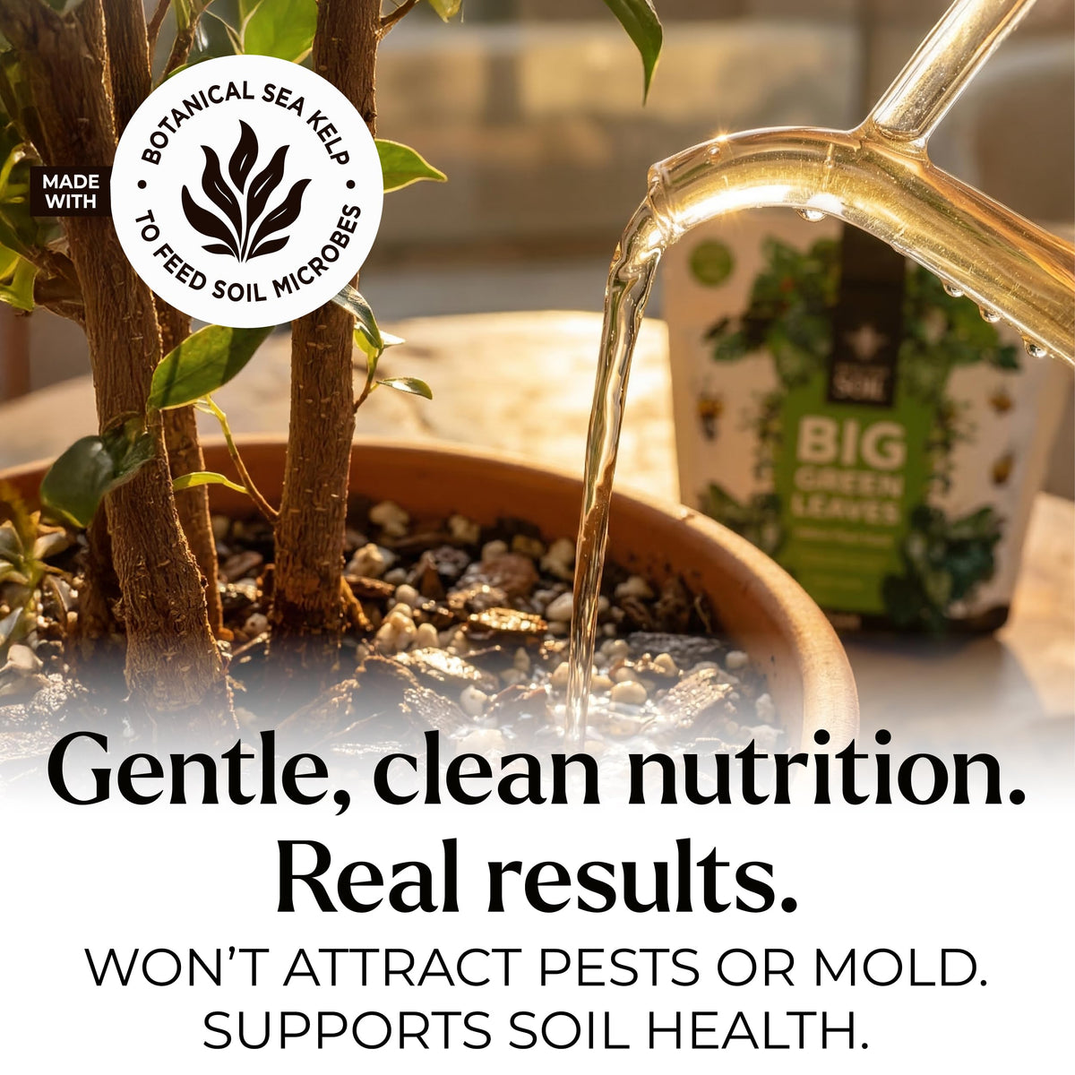 Big Green Leaves Indoor Plant Food – 4X Concentrated Fertilizer, 1 lb