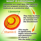 Liposomal Vitamin C Liquid Gel Capsules 1100mg - Made with Organic Acerola | Vitamin C Capsules for Immune Support - High Potency, Enhanced Absorption & Bioavailability, Daily Antioxidant Support, 120ct