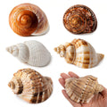 5PCS Large Hermit Crab Shells 2.8"-4" Seashells, Opening 1.5"-2.5"