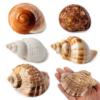 5PCS Large Hermit Crab Shells 2.8"-4" Seashells, Opening 1.5"-2.5"