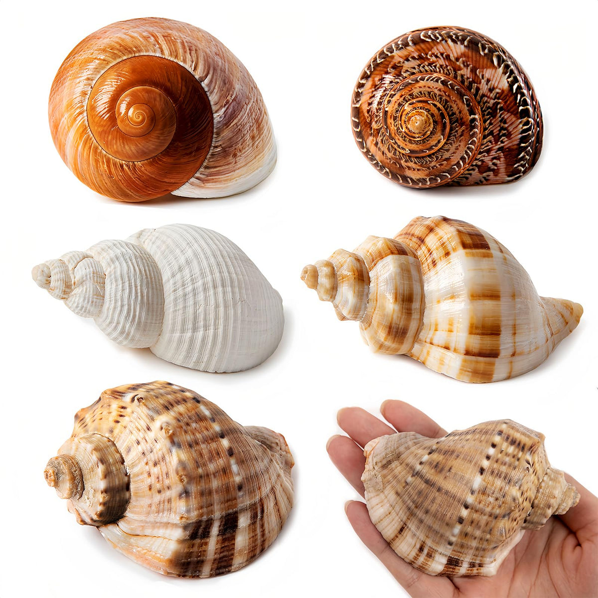 5PCS Large Hermit Crab Shells 2.8"-4" Seashells, Opening 1.5"-2.5"