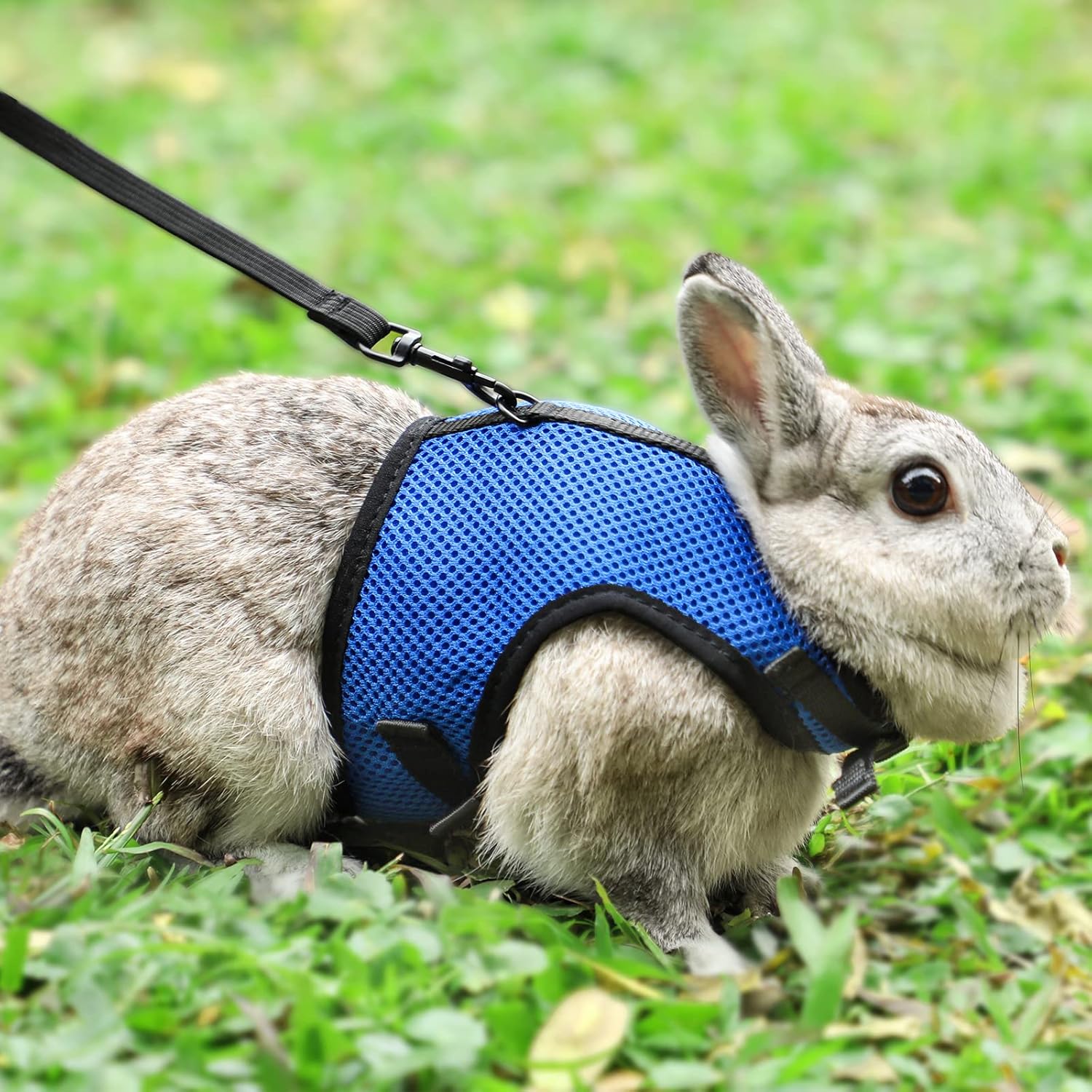 Buy now PETTOM Bunny Rabbit Harness with Stretchy Leash Cute Adjustable Buckle Breathable Mesh Vest for Kitten Small Pets Walking (Blue,S) L(Chest:10.6-13.3 in) Blue at indiglob india