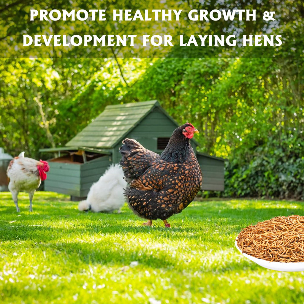 Dried Mealworms 10LB Meal Worms for Chicken Ducks and Wild Birds