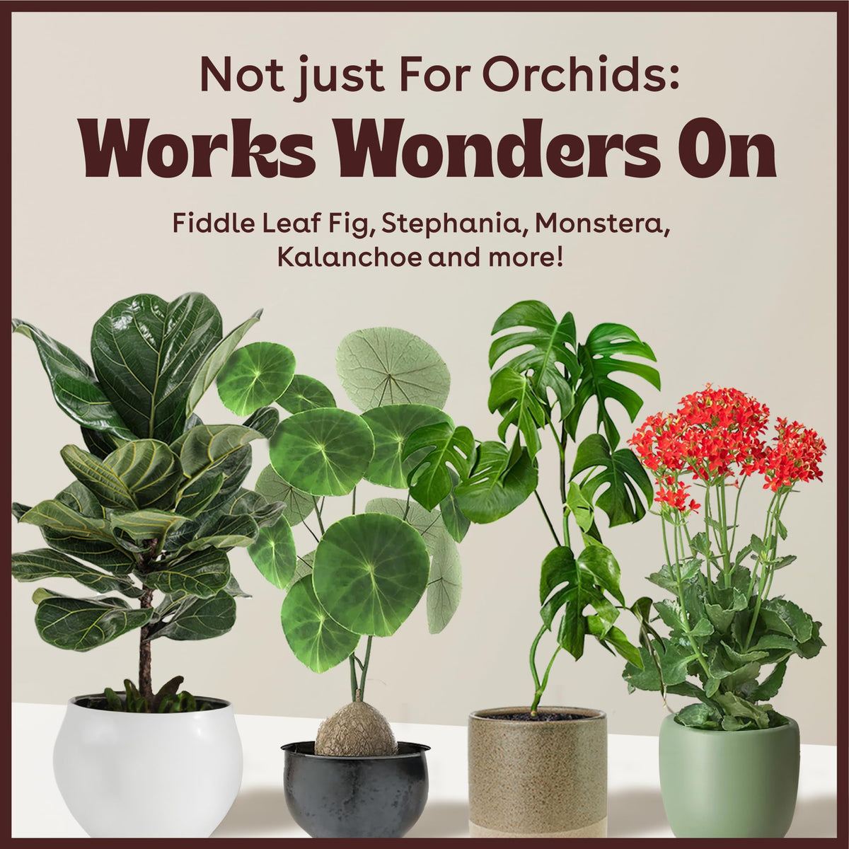 Berkland Keiki Cloning Paste for Orchids & Houseplants, 0.5 oz - 2X Size