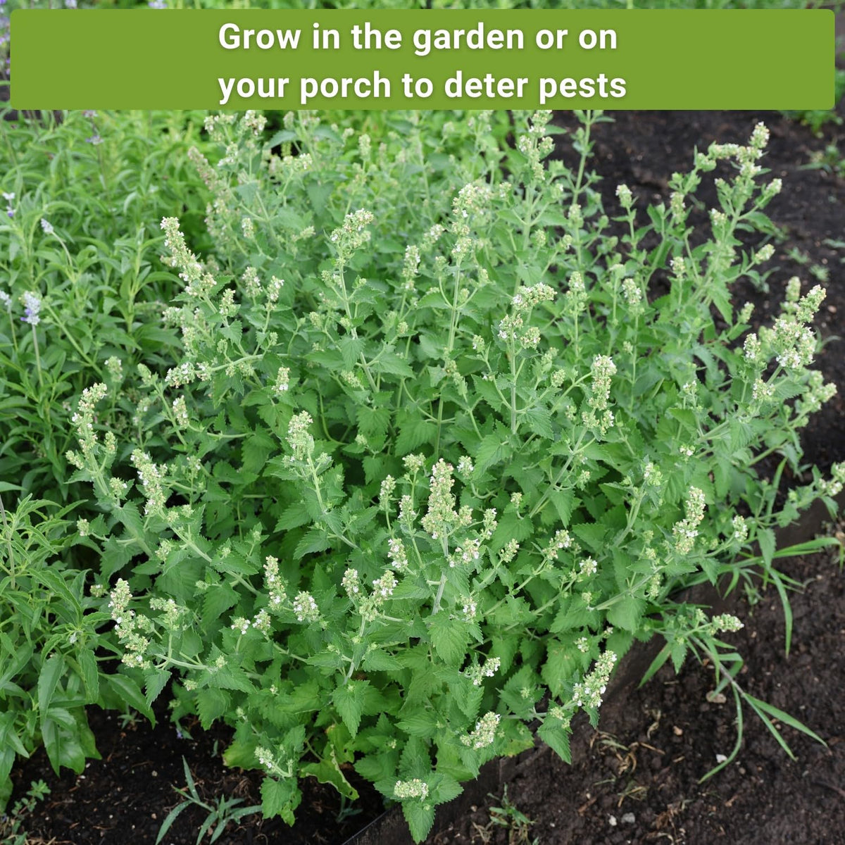 Sow Right Seeds - Insect & Pest Repellent Seed Collection for Planting - Lavender, Catnip, Marigold, Peppermint & Lemon Grass - 5 Packets with Instructions for Home Garden - Natural Pest Solution