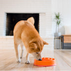 Outward Hound Fun Feeder Slo Bowl – Medium 2‑Cup Capacity, Slow Feeding, Small to Medium Dogs & Cats, Non-Slip, Orange, Swirl Pattern