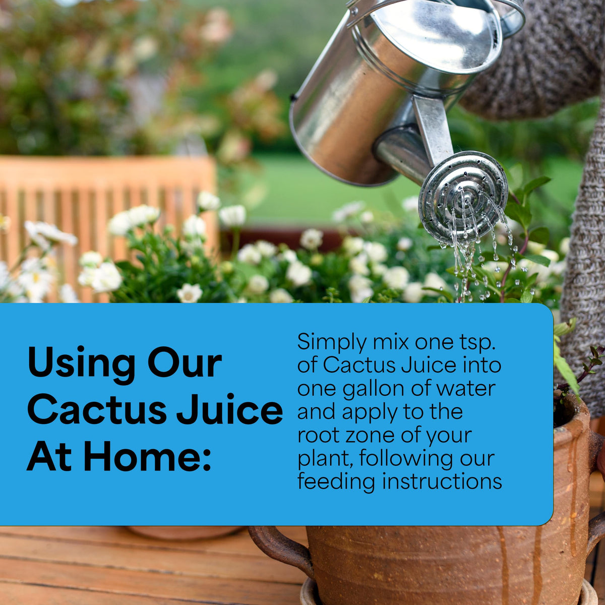 Grow More Cactus Juice (1-7-6) - 16oz of Succulent Fertilizer - Cactus Food for Growth & Root Development - Calcium-Rich Fertilizer for Succulents, Cacti, Snake Plants, & More