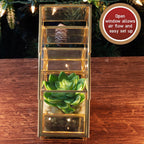 Buy now Christmas Tree Glass Terrarium- 8" Festive Planter for Holiday Home Decor- Add Xmas Cheer w DIY Succulents, Lights & Ornaments- Tabletop Centerpiece or Mantel, Office Decorations- Plant Lovers Gift at indiglob india