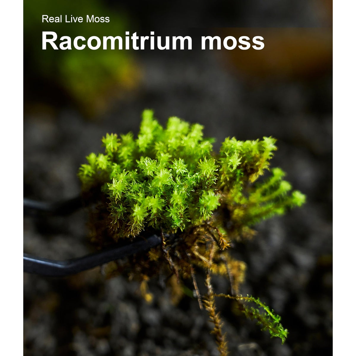 LuckyRunes Live Moss 4-Pack for Terrariums,Potted Plants & Floral Decor