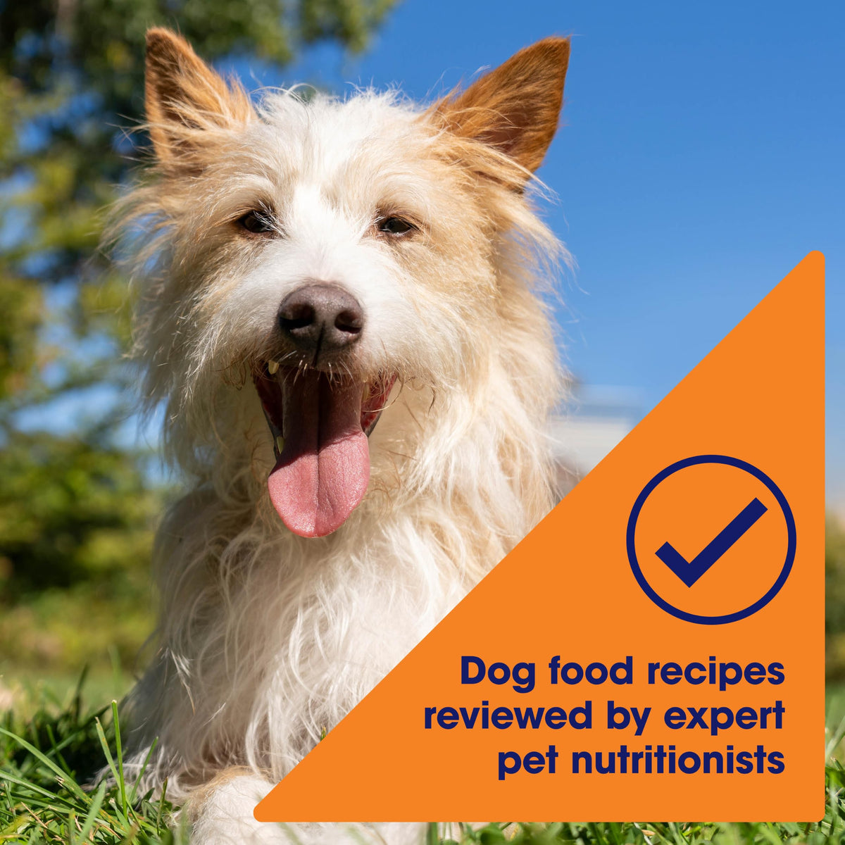 Nature's Recipe Wet Dog Food, Chicken in Broth Recipe, 2.75 Ounce Cup (Pack of 12) Package may vary