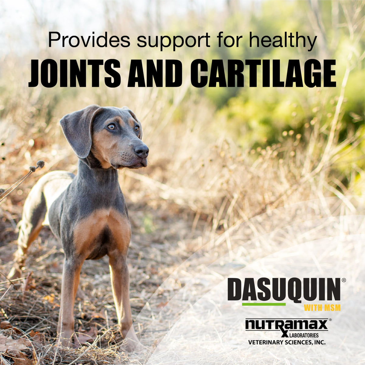 Nutramax Dasuquin MSM Joint Supplement, Sm/Med Dogs, Chew Tablets, 84ct