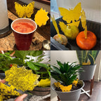 Buy now 36 Pack Fruit Fly Traps for Indoors, Gnat Traps for House Indoor, Sticky Traps Fungus Gnats Killer for Mosquito and Flying Insects, Bug Pest Insect Catcher Killer for Houseplant at indiglob india