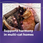 FELIWAY Optimum Cat Calming Diffuser Refill – Cat Pheromone Diffuser Refill for Advanced Support to Reduce Stress, Spraying, Scratching, Fighting and Hiding– 2 Pack
