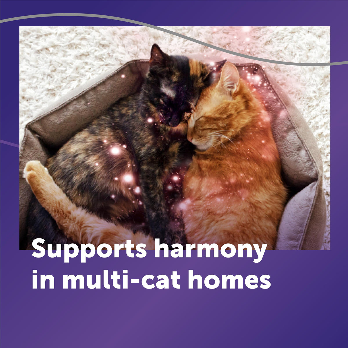 FELIWAY Optimum Cat Calming Diffuser Refill – Cat Pheromone Diffuser Refill for Advanced Support to Reduce Stress, Spraying, Scratching, Fighting and Hiding– 2 Pack