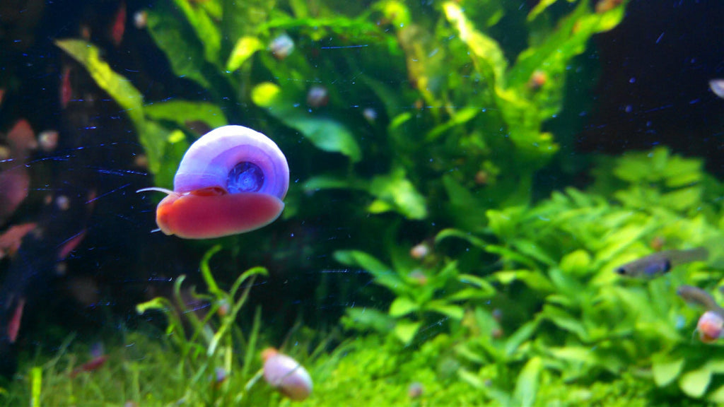 9+ Live Ramshorn Snails Aquarium or Pond, Algae Clean Up! Shipped Daily!