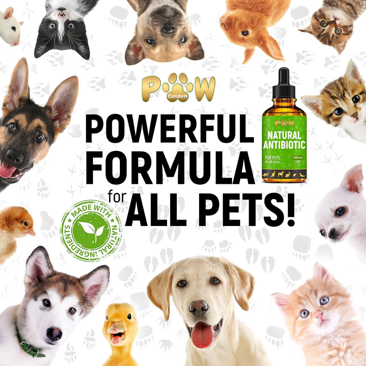 Dog Antibiotics for Infections, Kennel Cough, Wounds, UTIs, Allergies, Itching – Natural Antibiotics for Cats to Support Skin, Coat, & Digestion – Liquid Form for Oral Use – All Pet Ages – 2 oz