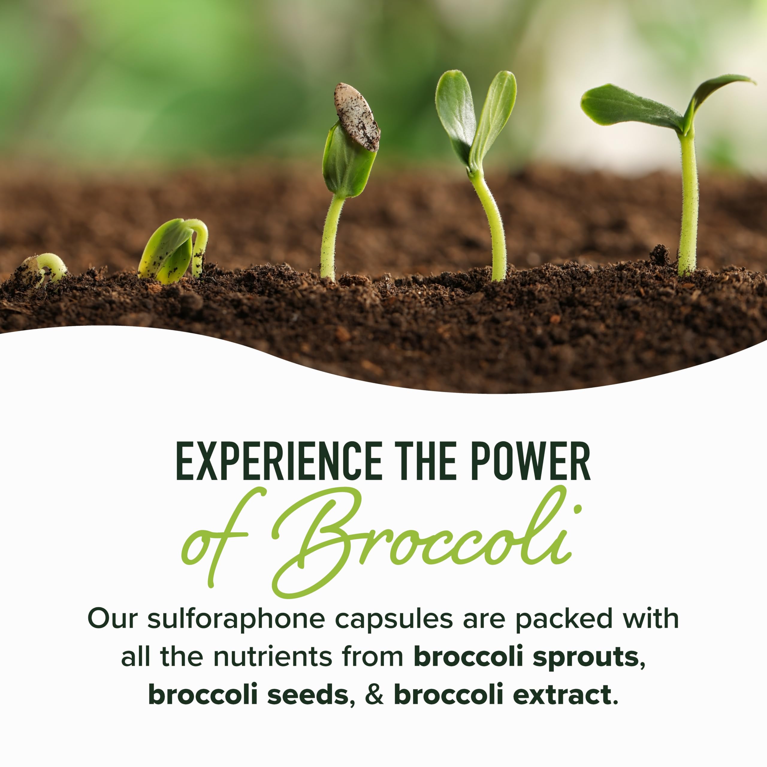 50MG Sulforaphane Supplement from Broccoli Sprouts, Doctor-Formulated | NRF2 Activation, Cellular Health & Immune Support, Glucoraphanin & Myrosinase, Third-Party Tested, 60 Broccoli Seed Beadlets