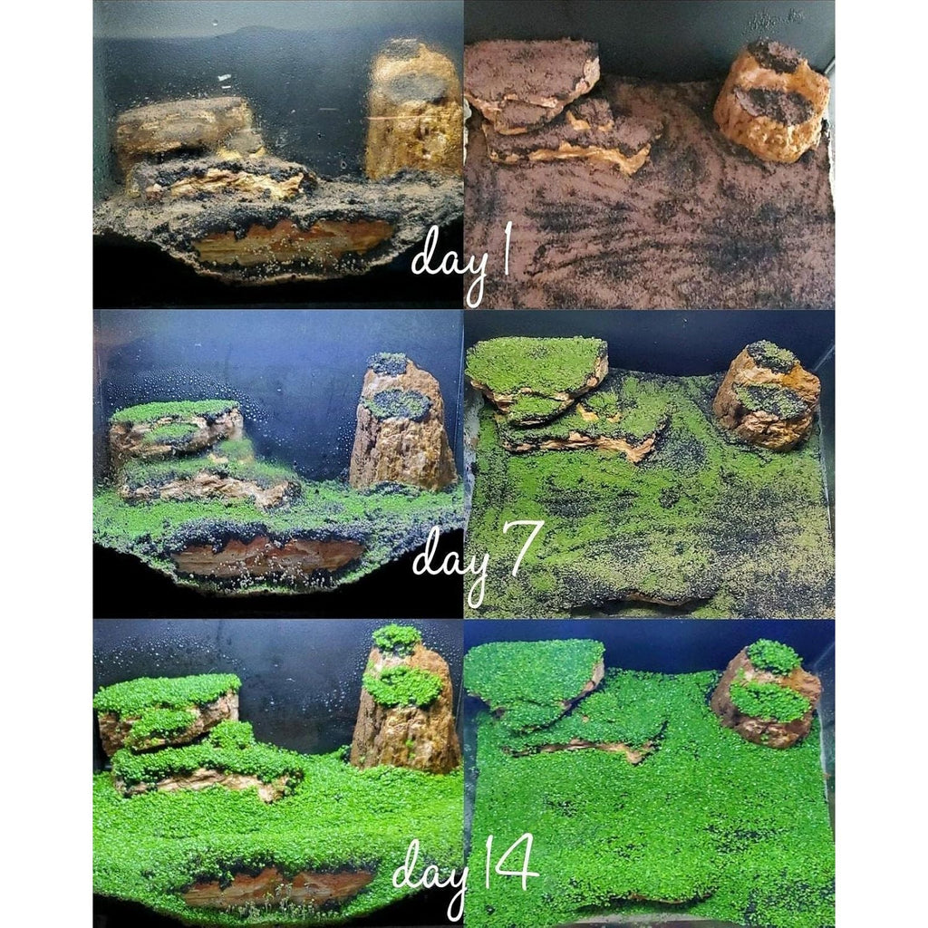 Buy now Aquarium Mini L.e.a.f 2 Bags at indiglob india